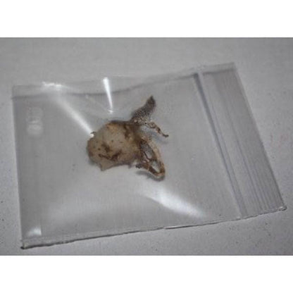 Orchid Nervilia plicata (black) 2 bulb orchid plant home garden collection