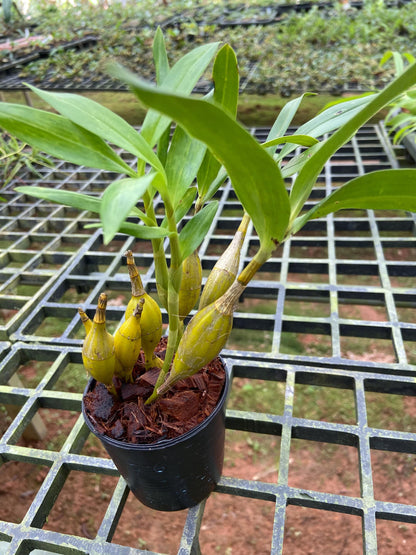 orchid Dendrobium brymerianum 1 plant orchid collection