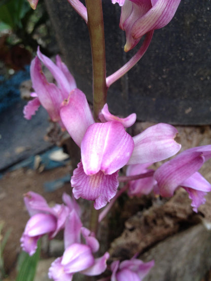 Orchid Eulophia spectabilis Pink 2 bulb orchid plant home garden collection