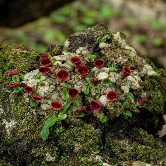 Miniature Porpax thaithongiae Orchid: Rare Thai Terrarium Orchid