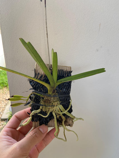 Ascocentrum ampullaceum 1 plant Pink Vanda Orchidaceae Epiphytic orchid Mini Orchid Collection