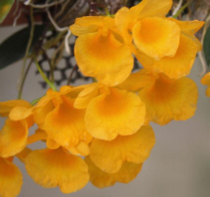 Fragrant Dendrobium jenkinsii Orchid Plant