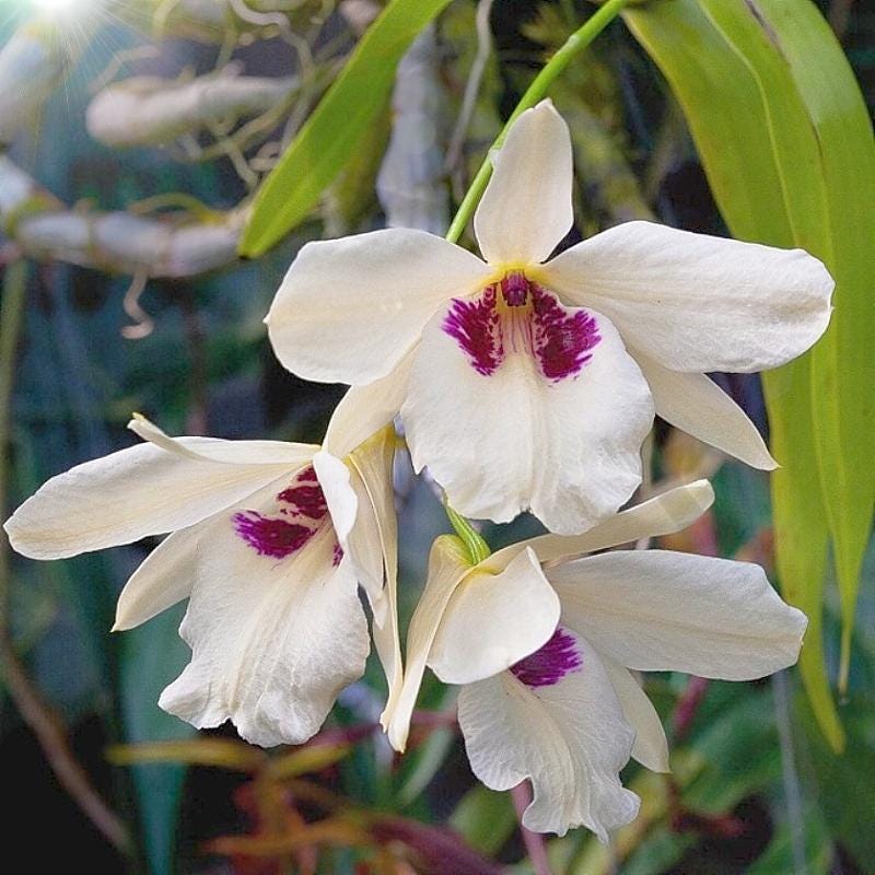 Dendrobium albosanguineum  1 Plant orchid , Dendrobium