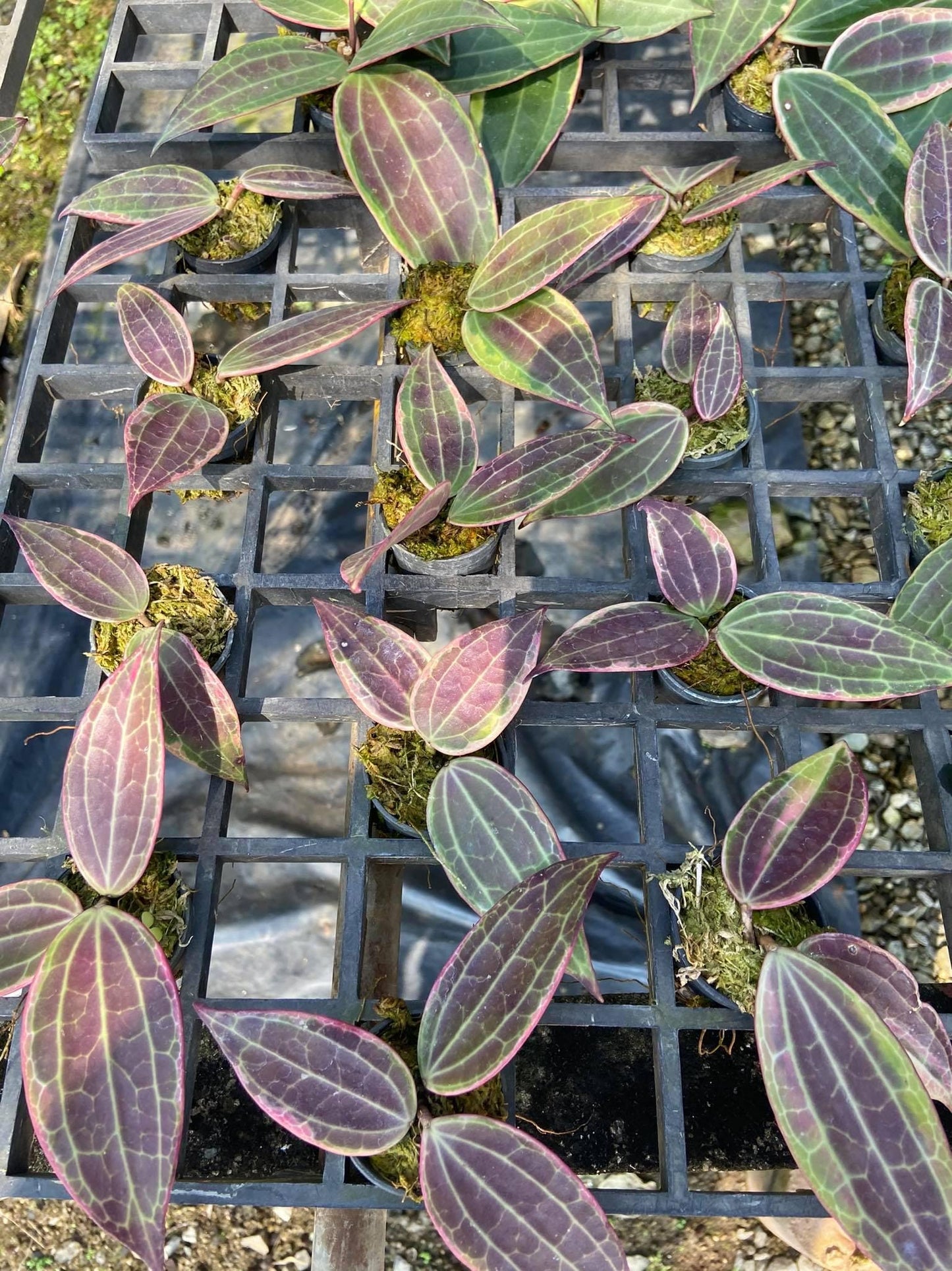 Hoya Latifolia 'Pink Variegata' - Tropical Fragrant Vining Plant