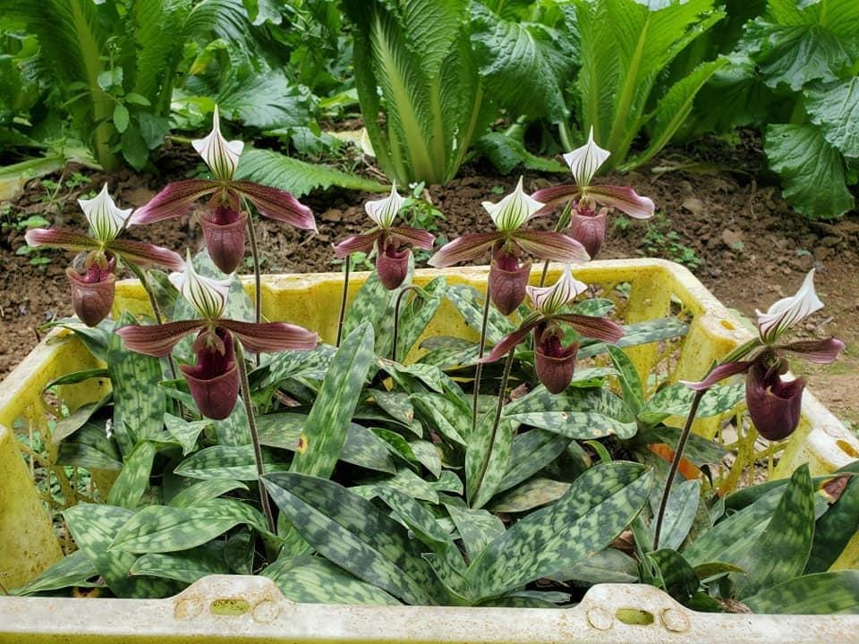 Paphiopedilum purpuratum  1 plant home garden orchid collection orchid,lady slipper,orchid pot,live plants