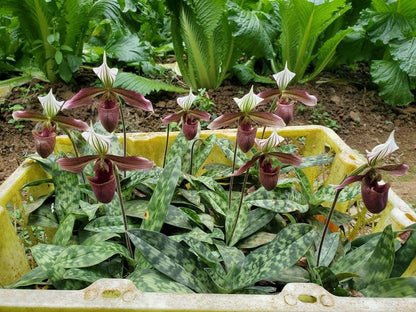 Paphiopedilum purpuratum  1 plant home garden orchid collection orchid,lady slipper,orchid pot,live plants