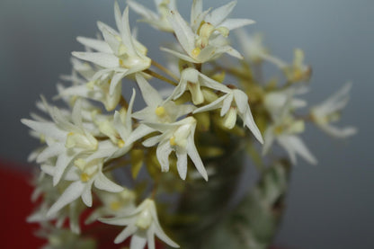orchid Eria obesa 1 plant orchid home garden collection