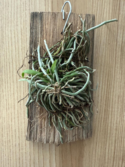 Chiloschista gelephuensis 1 Plant rare orchid species leafless |Asian ghost orchid