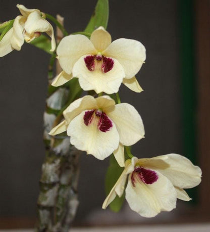 Dendrobium albosanguineum  1 Plant orchid , Dendrobium