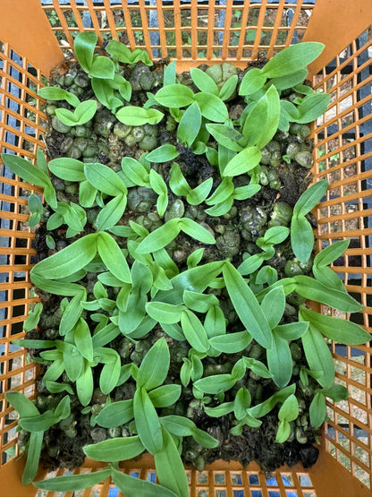 Miniature Porpax thaithongiae Orchid: Rare Thai Terrarium Orchid