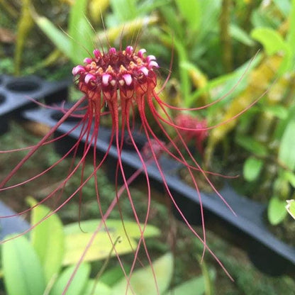 Orchid Bulbophyllum gracillimum 1 plant bloom size  orchid collection