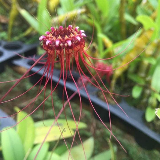 Orchid Bulbophyllum gracillimum 1 plant bloom size  orchid collection