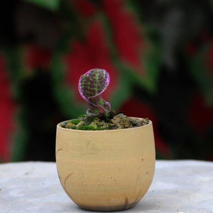 Sirindhornia monophylla (Jewel,Habenaria orchid) 1 tuber Terrestial orchid