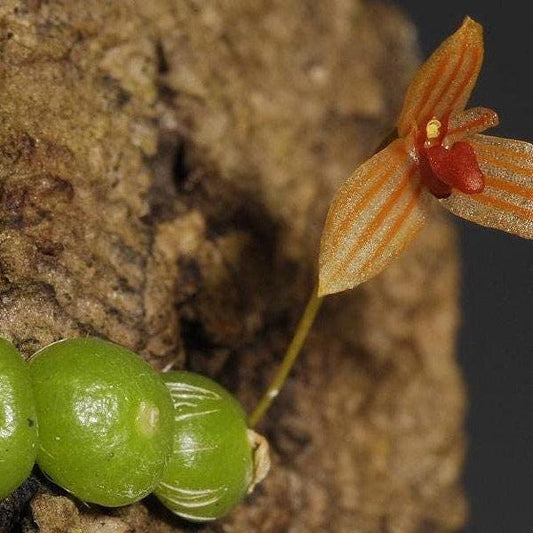 Orchid Bulbophyllum moniliforme (The Small Bulbophyllum) 1 plant orchid bulbophyllum