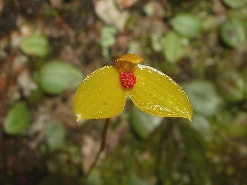 Bulbophyllum Catenarium Orchid: Vietnam Home Garden Plant