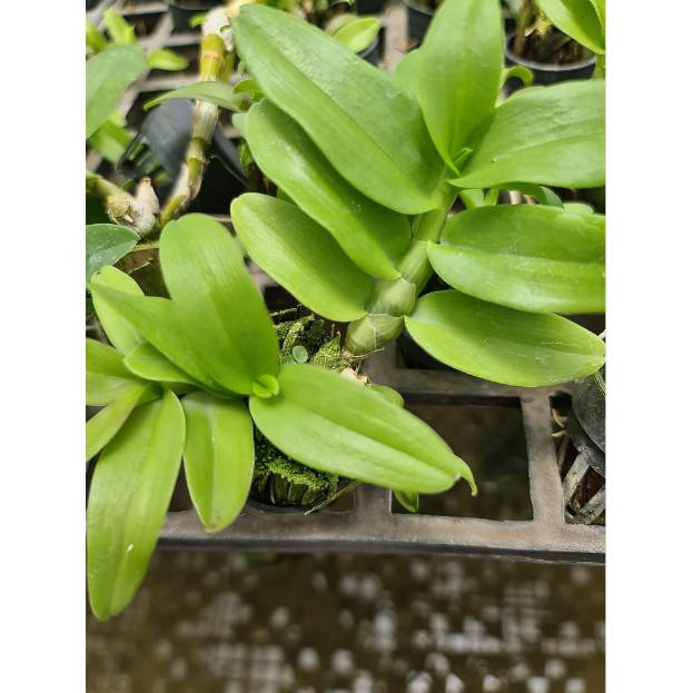 orchid Dendrobium parishii  1 plant for home and garden decorate