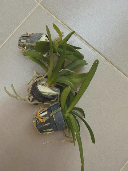 Rhynchostylis gigantea Pink 2 plant seedling size ,orchid vanda plant home garden foxtail orchid,Aerides