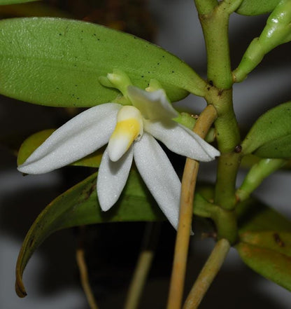 Thrixspermum calceolus Orchid: 3 Live Plants, Large White Flowers