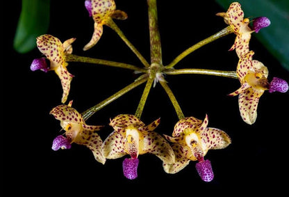 Bulbophyllum violaceolabellum 1 Plant bloom size , orchid for home & Garden collection