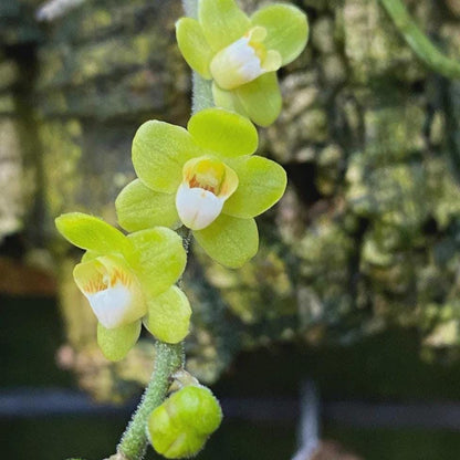 Orchid Chiloschista parishii 1 Plant orchid for home and garden,fragrant