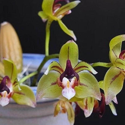 Thecopus maingayi 1 plant Orchidaceae Epiphytic orchid Mini Orchid Collection