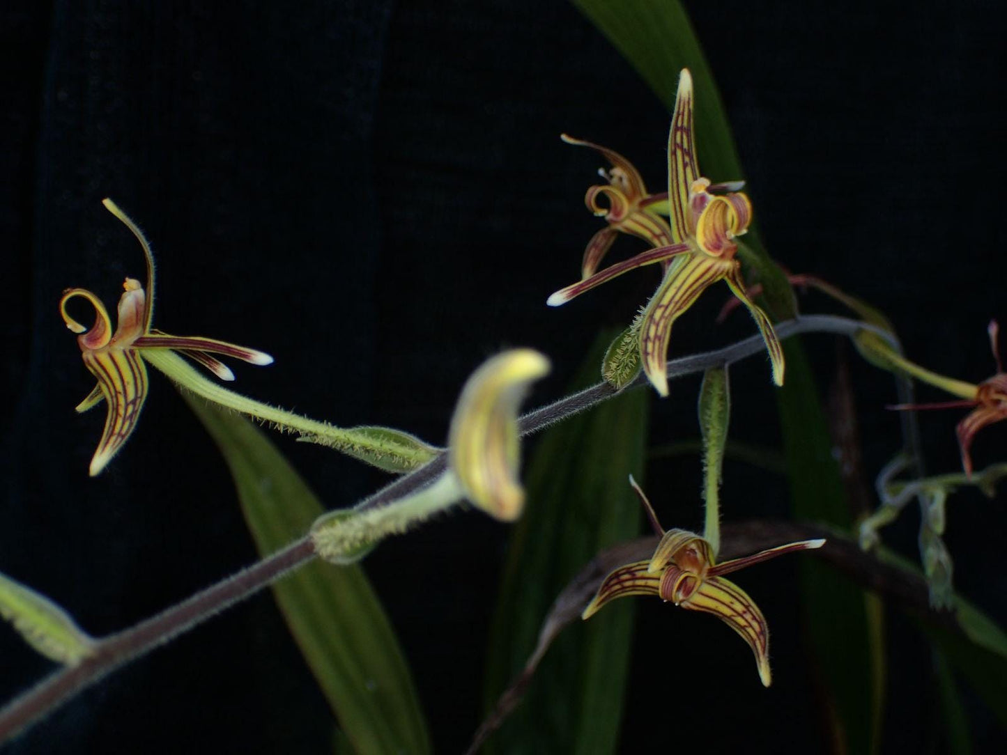Jewel Orchid Eriodes barbata - Terrestrial Orchid, 2 Bulbs