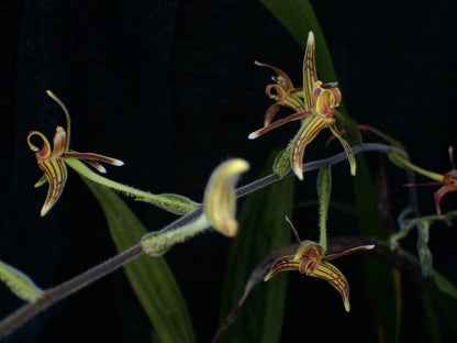 Jewel Orchid Eriodes barbata - Terrestrial Orchid, 2 Bulbs