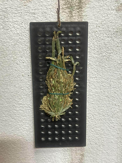 Orchid Chiloschista parishii 1 Plant orchid for home and garden,fragrant