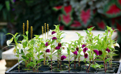 Brachycorythis Orchid Tuber: Terrestrial Ground Orchid