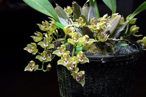Thecopus maingayi 1 plant Orchidaceae Epiphytic orchid Mini Orchid Collection