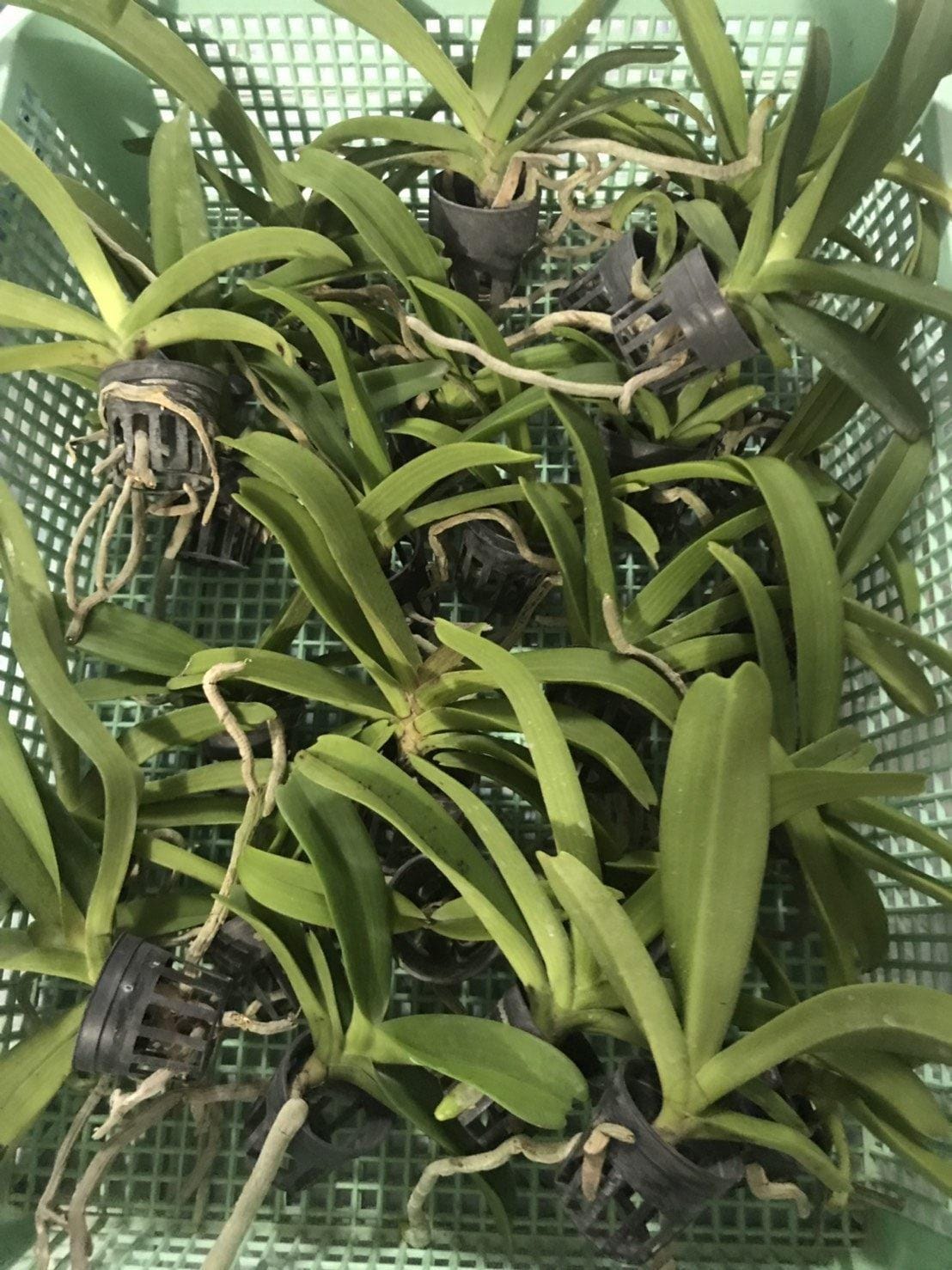 Rhynchostylis gigantea Peach 2 plant seedling size ,orchid vanda plant home garden foxtail orchid,Aerides