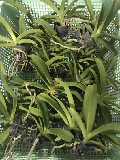 Rhynchostylis gigantea Peach 2 plant seedling size ,orchid vanda plant home garden foxtail orchid,Aerides