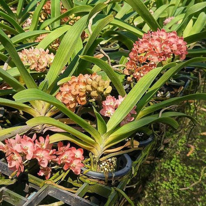 Rhynchostylis gigantea Peach 2 plant seedling size ,orchid vanda plant home garden foxtail orchid,Aerides