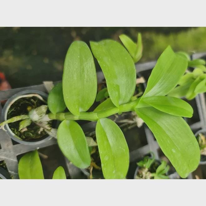 Fragrant Dendrobium parishii 'Summer Snow' Orchid - 1" Pot