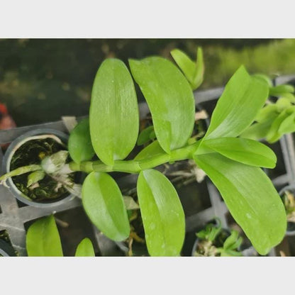 Fragrant Dendrobium parishii 'Summer Snow' Orchid - 1" Pot