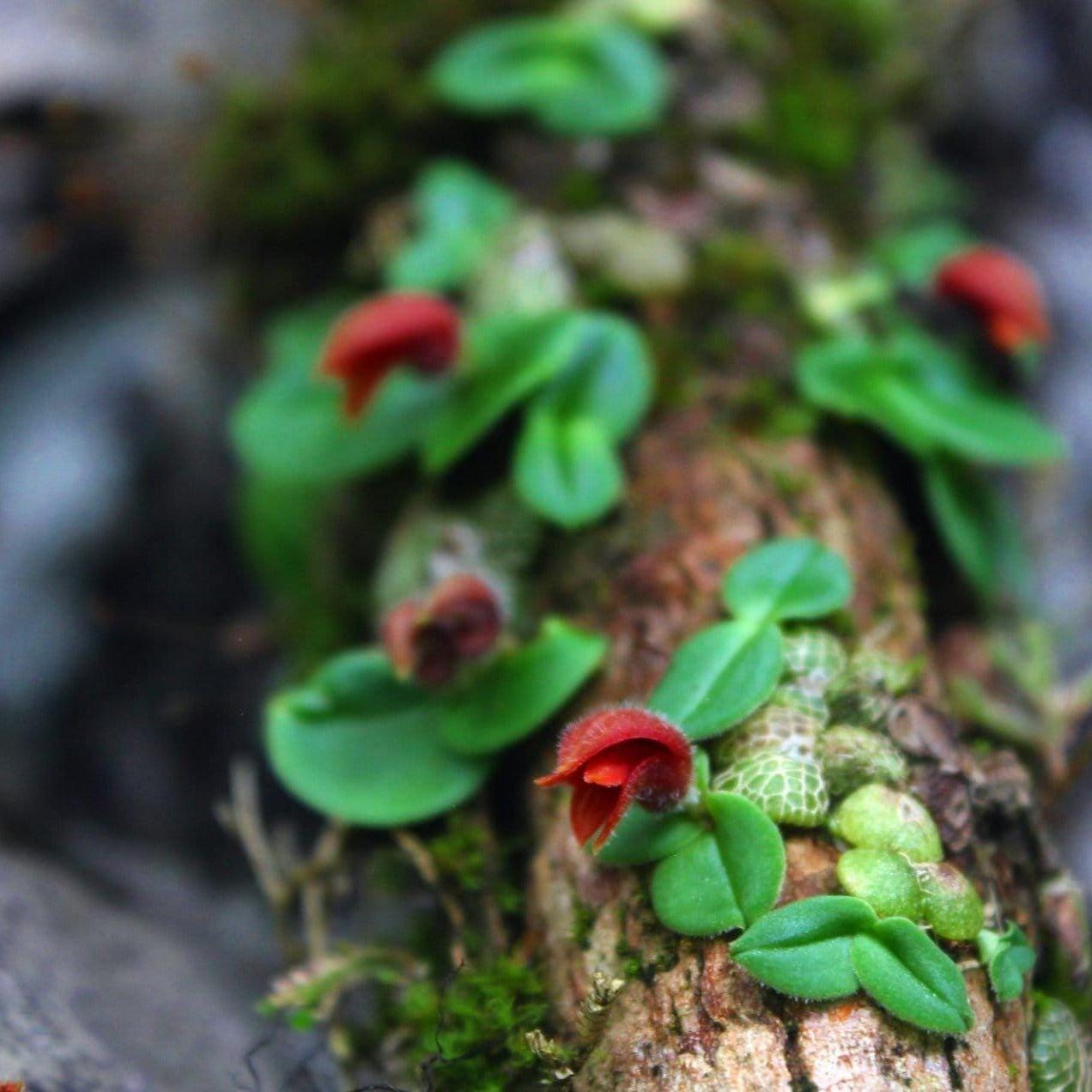 Orchid Porpax ustulata ( 百花良蘭) miniature orchid collection  1 plant