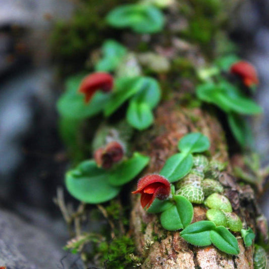 Orchid Porpax ustulata ( 百花良蘭) miniature orchid collection  1 plant
