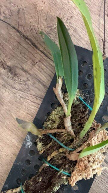 Orchid Bulbophyllum kubahense (Bulb.kubahense) 1 plant orchid collection