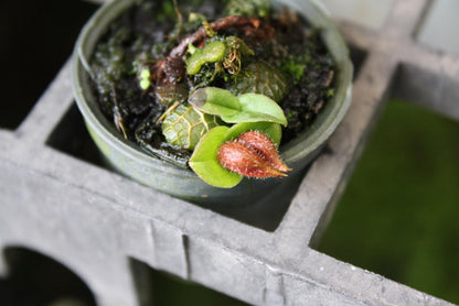 Orchid Porpax ustulata ( 百花良蘭) miniature orchid collection  1 plant