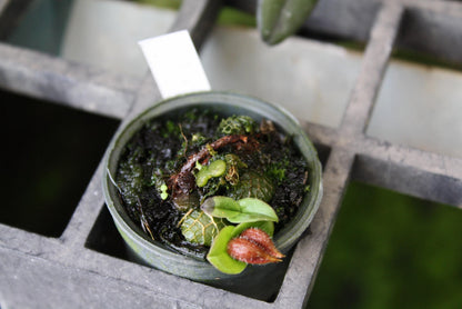 Orchid Porpax ustulata ( 百花良蘭) miniature orchid collection  1 plant