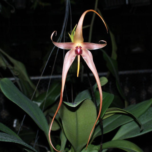 orchid Bulbophyllum echinolabium 1 plant orchid collection