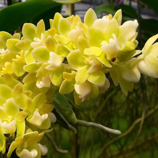 Yellow Foxtail Orchid (Rhynchostylis gigantea): Air Plant, 2 Seedlings