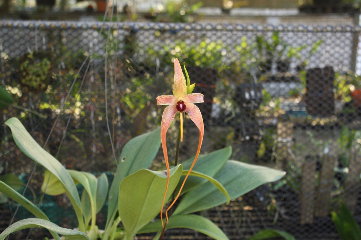 orchid Bulbophyllum echinolabium 1 plant orchid collection