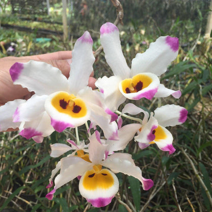 Dendrobium wardianum Orchid - Bloom Size - 1.5" Pot