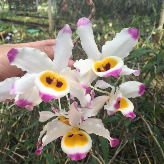 Dendrobium wardianum Orchid - Bloom Size - 1.5" Pot