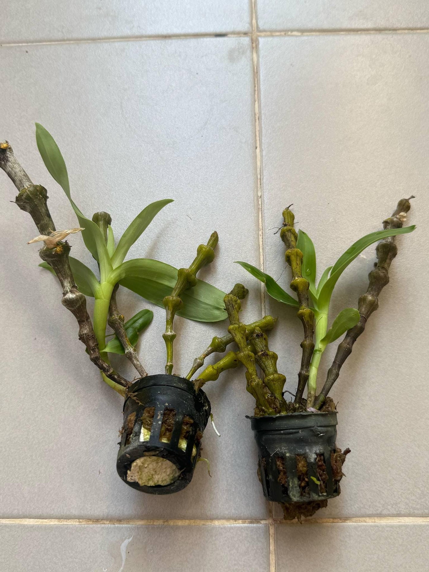 Dendrobium wardianum Orchid - Bloom Size - 1.5" Pot