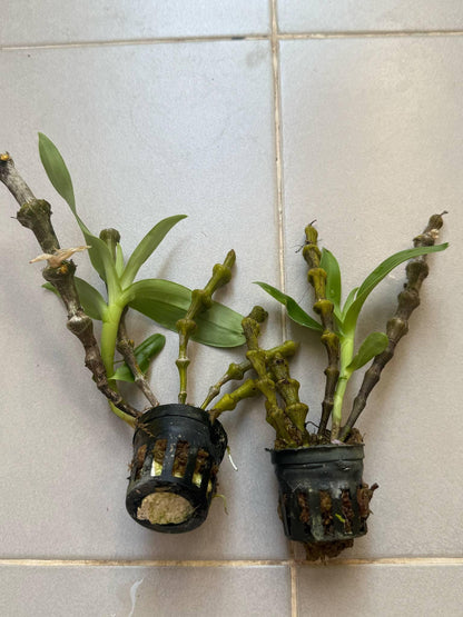 Dendrobium wardianum Orchid - Bloom Size - 1.5" Pot