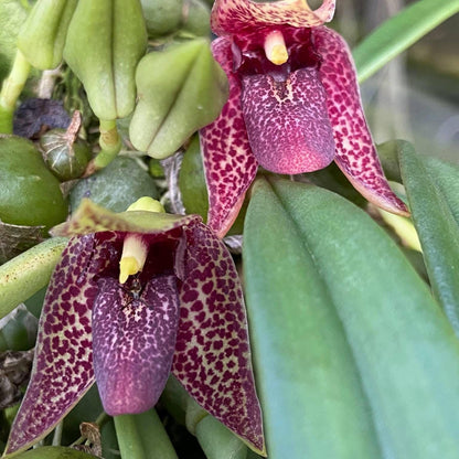 Orchid Trias disciflora 1 plant bulbophyllum orchid