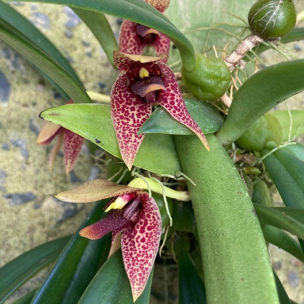 Orchid Trias disciflora 1 plant bulbophyllum orchid
