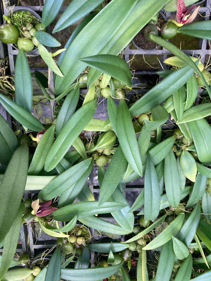 Orchid Trias disciflora 1 plant bulbophyllum orchid